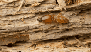 How to Keep Your Furniture Termite-Free