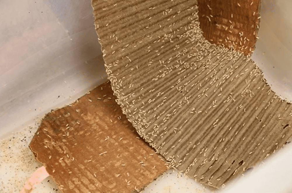 Make a Cardboard Trap